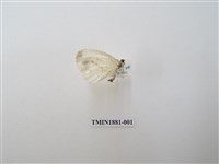 藏品(纖粉蝶)的圖片